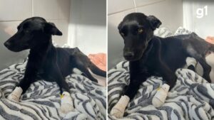 cadela-‘anja’,-resgatada-com-membros-cortados,-amputou-3a-pata-e-colocara-proteses:-‘guerreira’,-diz-veterinaria