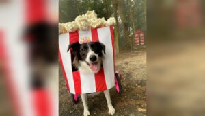 vestida-de-carrinho-de-pipoca,-cachorra-com-paralisia-ganha-‘caocurso’-de-fantasias-em-creche-de-sc;-video
