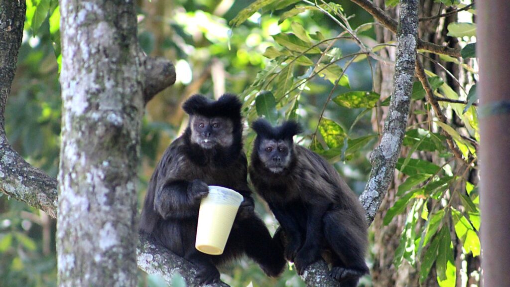 salgadinho,-refrigerante-e-ate-talher-compartilhado:-estudo-da-unicamp-alerta-para-risco-da-alimentacao-de-macacos-por-turistas