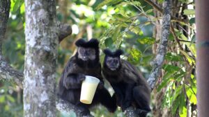 salgadinho,-refrigerante-e-ate-talher-compartilhado:-estudo-da-unicamp-alerta-para-risco-da-alimentacao-de-macacos-por-turistas