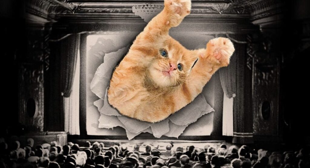 gatofest-estreia-em-sp-com-festival-que-reune-videos-fofos-de-gatinhos,-cinema-ao-ar-livre,-palestras-e-djs;-veja-programacao