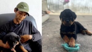 filhote-de-cadela-da-raca-rottweiler-e-recuperada-apos-ser-furtada-e-vendida-por-r$-70-no-centro-de-teresina
