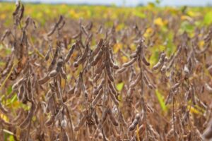 ministerio-alerta-para-risco-de-retrocesso-ambiental-com-decisao-do-cade-que-suspende-moratoria-da-soja