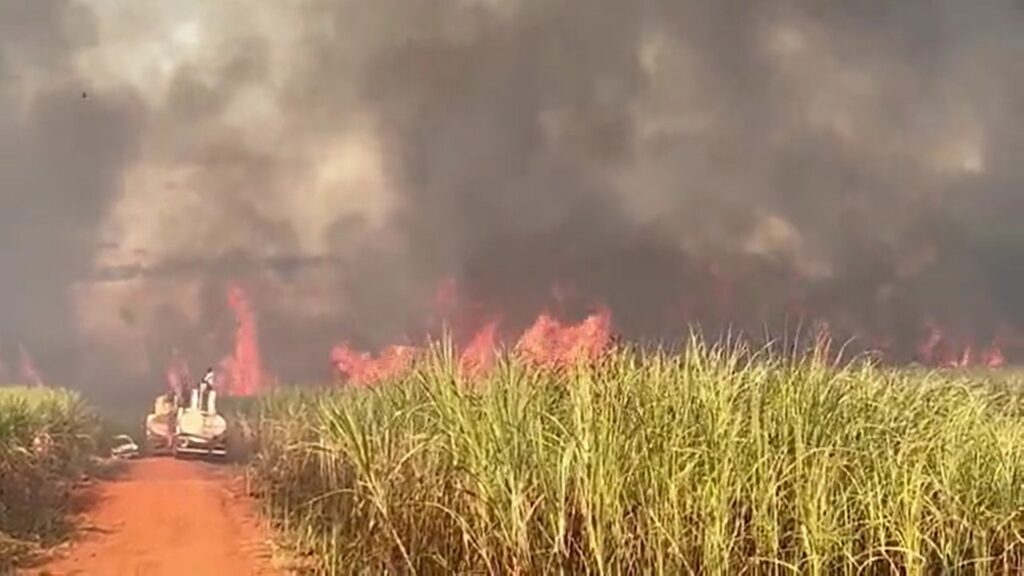 prejuizos,-recomeco-e-prevencao:-1-ano-apos-onda-de-incendios,-como-estao-os-produtores-de-cana-em-sp