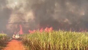 prejuizos,-recomeco-e-prevencao:-1-ano-apos-onda-de-incendios,-como-estao-os-produtores-de-cana-em-sp