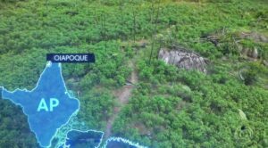 ‘vassoura-de-bruxa’:-praga-ameaca-base-da-alimentacao-e-a-fonte-de-renda-de-indigenas-no-norte-do-pais