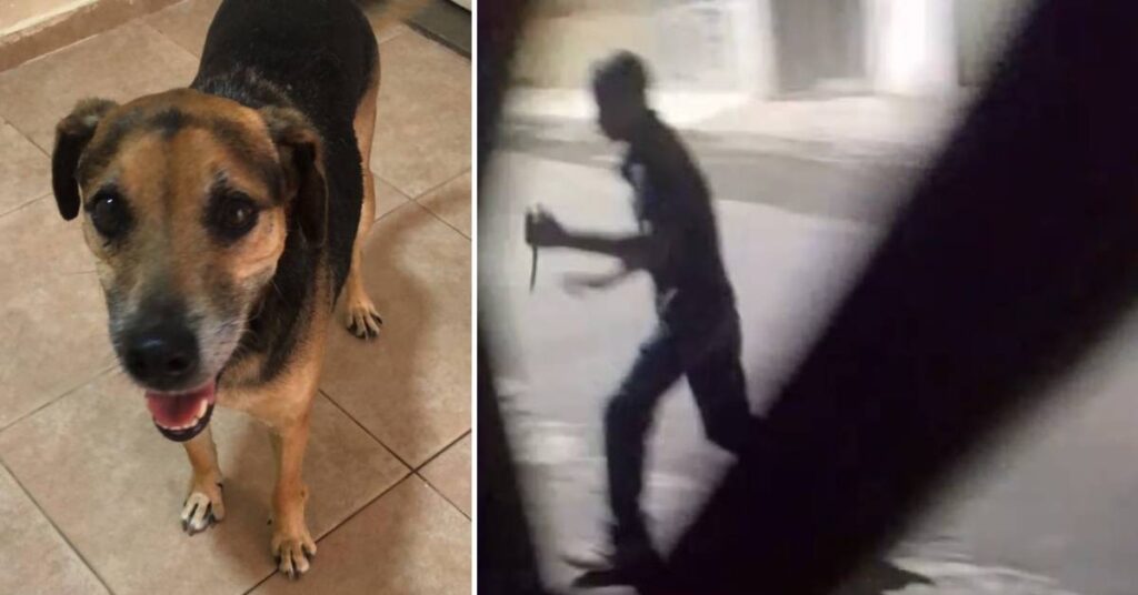 cachorro-esfaqueado-por-motociclista-sera-encaminhado-a-adocao:-‘nao-pode-voltar-para-a-rua’,-diz-veterinaria
