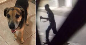 cachorro-esfaqueado-por-motociclista-sera-encaminhado-a-adocao:-‘nao-pode-voltar-para-a-rua’,-diz-veterinaria