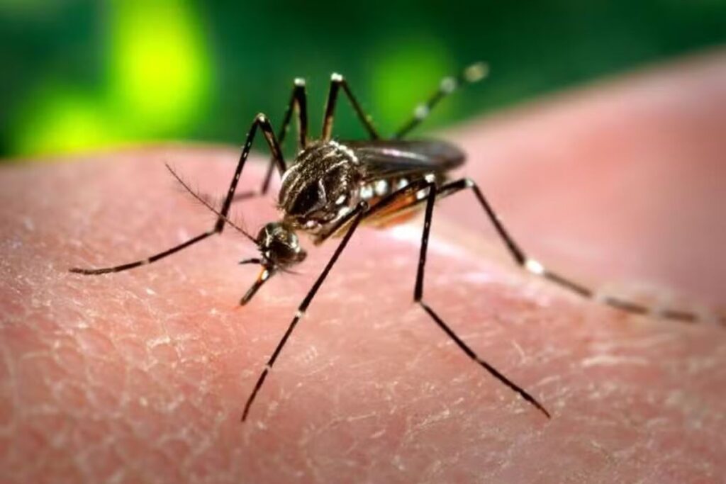 vacina-contra-a-dengue:-estado-de-sp-inicia-campanha-de-vacinacao-com-a-butantan-dv-na-segunda-feira