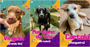 virginia,-cartola-e-martinho-da-vila:-canil-batiza-animais-com-nomes-de-estrelas-do-carnaval-para-campanha-de-adocao-em-mg