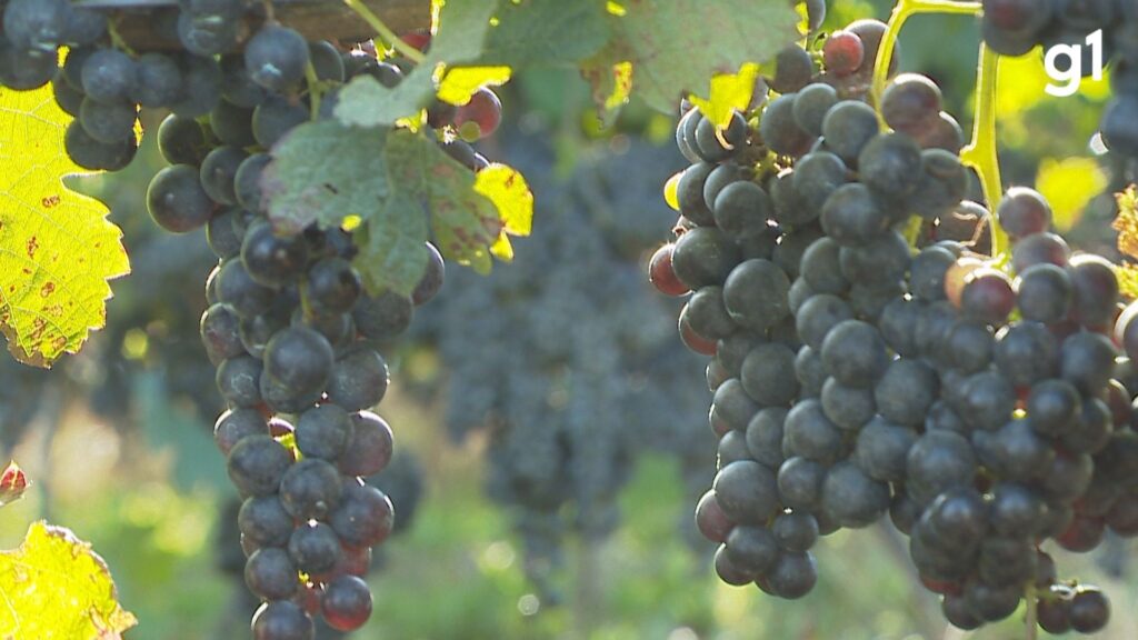 cidade-do-rs-que-tem-o-melhor-azeite-brasileiro-tambem-se-destaca-pela-producao-de-uvas-para-vinhos-e-espumantes-finos