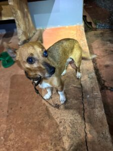 mudanca-no-comportamento-de-cachorro-ajuda-a-salvar-idosa-que-caiu-em-cisterna-de-13-metros-em-mg