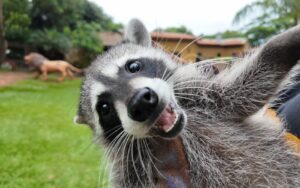 nascimento-inedito-de-guaxinim-norte-americano-no-brasil-e-registrado-em-zoologico-no-interior-de-sp