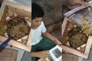 para-preservar-especies-ameacadas,-universidade-do-parana-ensina-a-criar-abelhas-nativas-como-‘pets-de-baixa-manutencao’