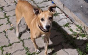 video:-cachorro-se-recusa-a-deixar-delegacia-apos-dono-ser-preso-e-vira-‘mascote’-dos-policiais-no-interior-de-sp