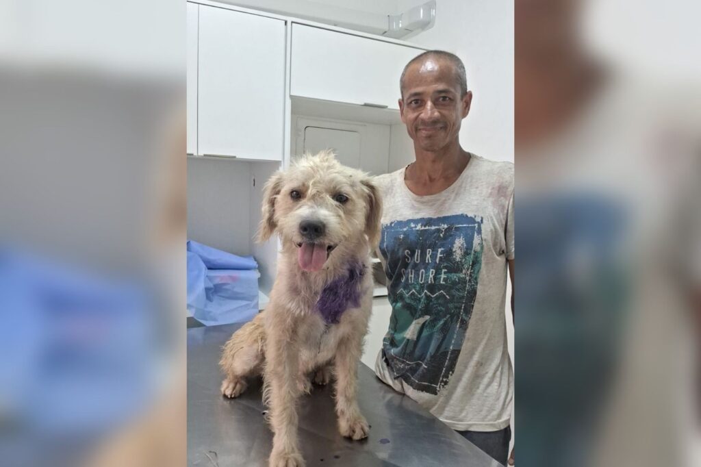 apos-homem-em-situacao-de-rua-pedir-ajuda-em-bilhete,-cao-com-‘bicheira’-no-pescoco-recebe-atendimento-e-se-recupera-no-interior-de-sp