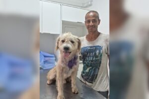 apos-homem-em-situacao-de-rua-pedir-ajuda-em-bilhete,-cao-com-‘bicheira’-no-pescoco-recebe-atendimento-e-se-recupera-no-interior-de-sp