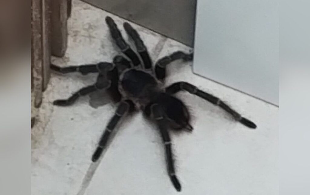 vizinha-de-terreno-com-mato-alto-encontra-aranha-‘do-tamanho-da-palma-da-mao’-dentro-de-casa-em-sorocaba