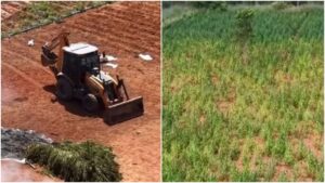 proprietario-e-arrendatario-de-terreno-com-plantacao-de-290-mil-pes-de-maconha-foram-identificados,-diz-policia-civil