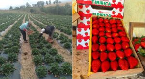 cidade-do-morango?-casal-de-produtores-de-jarinu-ajuda-a-transformar-fruta-em-simbolo-da-agricultura-local