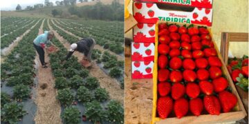 cidade-do-morango?-casal-de-produtores-de-jarinu-ajuda-a-transformar-fruta-em-simbolo-da-agricultura-local