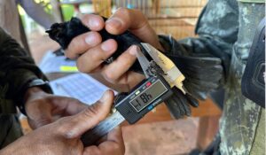 policia-ambiental-encontra-ave-escondida-em-armario-e-apreende-passaros-mantidos-ilegalmente-no-interior-de-sp