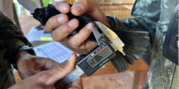 policia-ambiental-encontra-ave-escondida-em-armario-e-apreende-passaros-mantidos-ilegalmente-no-interior-de-sp