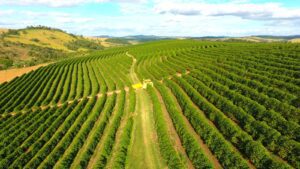 cafe:-entenda-como-inverno-atipico-e-chuvoso-em-julho-pode-impactar-exportacao,-precos-e-qualidade-da-bebida