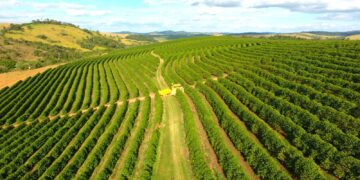 cafe:-entenda-como-inverno-atipico-e-chuvoso-em-julho-pode-impactar-exportacao,-precos-e-qualidade-da-bebida