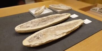 os-fosseis-brasileiros-guardados-em-museu-britanico-que-voltarao-ao-pais-para-recompor-acervo-do-museu-nacional-destruido-em-incendio