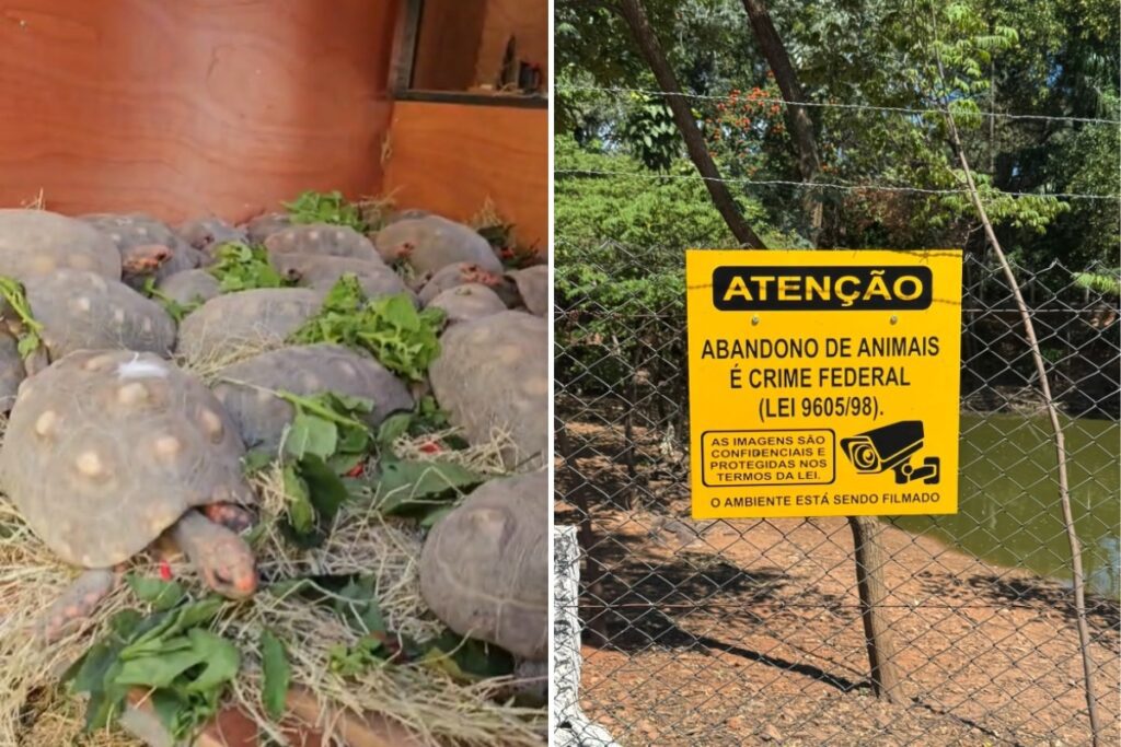 ministerio-publico-fixa-prazo-para-prefeitura-retirar-180-jabutis-de-praca-publica-no-interior-de-sp