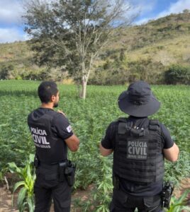 investigado-por-esquema-de-cultivo-de-maconha-em-mg-e-preso-na-ba;-5-plantacoes-ja-foram-descobertas