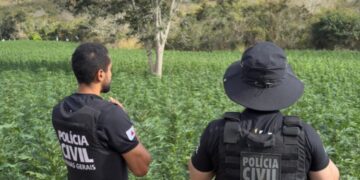investigado-por-esquema-de-cultivo-de-maconha-em-mg-e-preso-na-ba;-5-plantacoes-ja-foram-descobertas