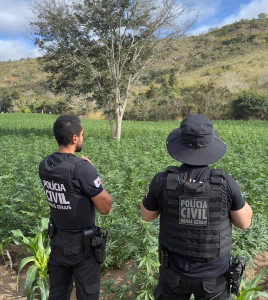 investigado-por-esquema-de-cultivo-de-maconha-em-mg-e-preso-na-ba;-5-plantacoes-ja-foram-descobertas